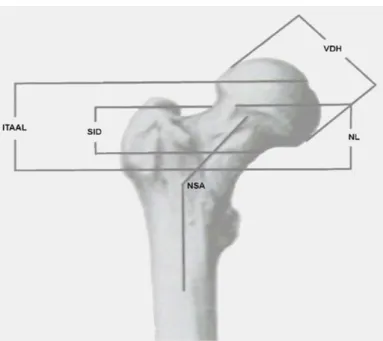 Figure 2.-FL- Maksimum Femoral Length, 
