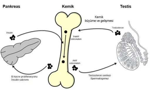 Şekil 3. Pankreas-Kemik-Testis Ekseni  34 