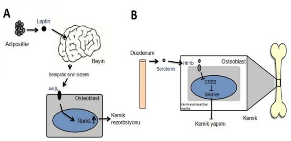 Şekil 2.Beyin ve Barsak Kökenli Serotonin Salınımının Kemik Doku Üzerindeki Etkileri  3 Mutluluk hormonu olarak bilinen serotonin’in, %20’si beyindeki serotonerjik nöronlarda  üretilir