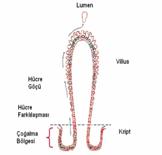 Şekil 1. İnce bağırsakta epitel hücre çoğalması ve  farklılaşması (Ferraris, 2001) 