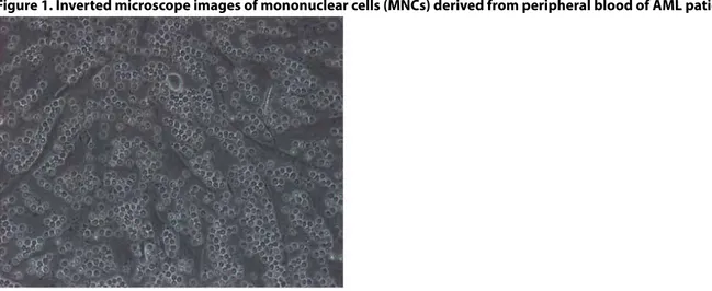 Figure 1. Inverted microscope images of mononuclear cells (MNCs) derived from peripheral blood of AML patient 
