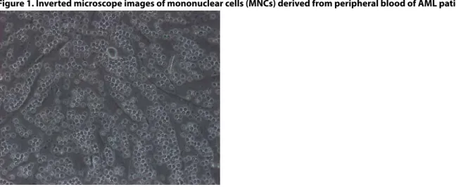 Figure 1. Inverted microscope images of mononuclear cells (MNCs) derived from peripheral blood of AML patient 