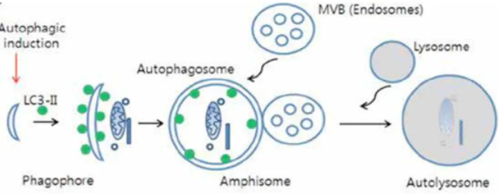 Fig 1. Schematic diagram showing the  stages of autophagy(http://enjournal.org/ArticleImage/0142EN/en-21-1-g001-l.jpg)