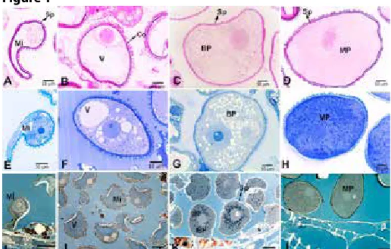 Figure 1: Light micrographs of transverse sections of anthers showing the cytochemical changes occurring in the composition of the sporoderm and microspore/ pollen cytoplasm