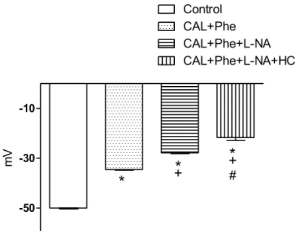 Fig. 7. Eﬀects of phenylephrine (Phe; 0,1 μM), Phe (0,1 μM) +L-NAME (300 μM), Phe (0,1 μM) + L-NAME (300 μM)+ HC (100 μM) on the membrane potential of the rat mesenteric arteries
