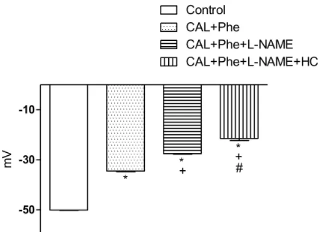 Fig. 10. Eﬀects of calmidazolium (CAL; 1 μM), calmidazolium (1 μM) + L-NAME (300 μM) or calmidazolium (1 μM) + L-NAME (300 μM) + HC (100 μM) on the  mem-brane potential increased by phenylephrine (0.1 μM) in the rat mesenteric arteries