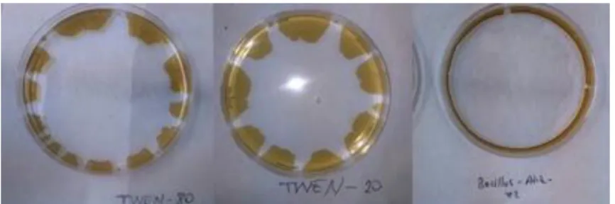 Figure 2. Comparioson of chemical surfactant with biosurfactant from bacillus according to oil spreading capacity