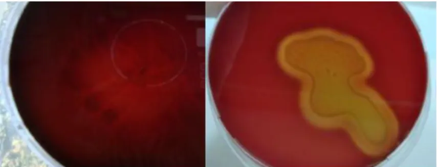 Figure 3.a) uninoculated agar   b) hemolysis zone of bacillus culture 