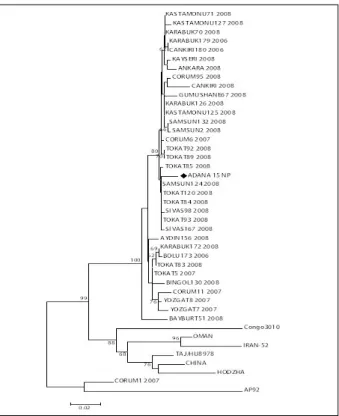 Figure 1: Phylogenetic analysis (Neighbor Joining-NJ) of the virus detected in patients