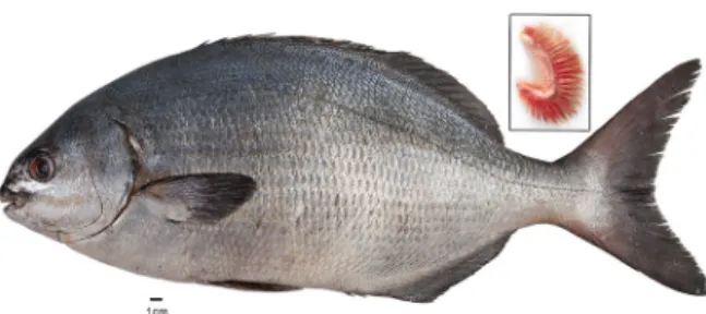 Table 1. Morphometric and meristic characteristics of the specimen of Kyphosus vaigiensis from İskenderun Bay, 