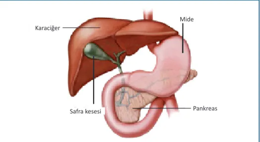 Şekil 1.  Hepatopankreatobiliyer Sistem Anatomisi