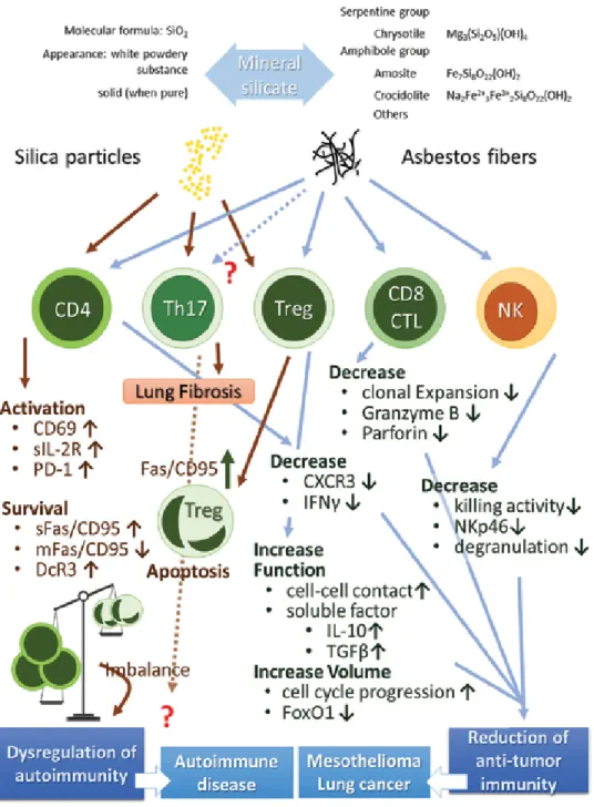 Figure  1. Summary  of  effects  of  silica  and  asbestos  on  various  lymphocytes.  Silica  exposure  induces  the  disruption 