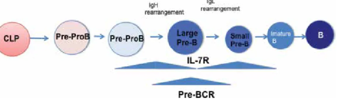 Figure 1. A scheme of B cell differentiation and immunoglobulin rearrangement.
