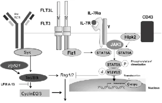 Figure 3. The interactive responsiveness to stimulation through preBCR, IL-7, and other signaling cascades
