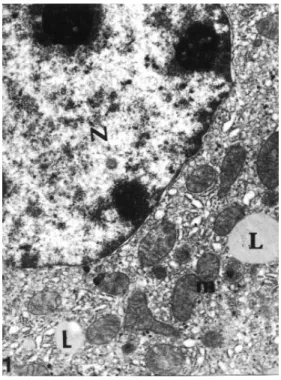 Figure 1. Control group. Normal appearance of nuclei (N), well- well-developed endoplasmic reticulum, pleomorphic mitochondria (m) and lipid droplets (L) are seen