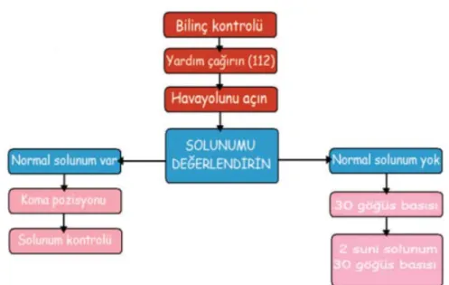 Şekil 12. Erişkinlerde temel yaşam desteği algoritması