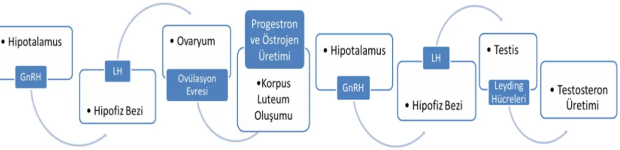 Şekil 6. LH Hormonunun Ovaryum ve Testis Üzerine Etkisi  Figure 6. The Effect of LH Hormone on Ovary and Testis 