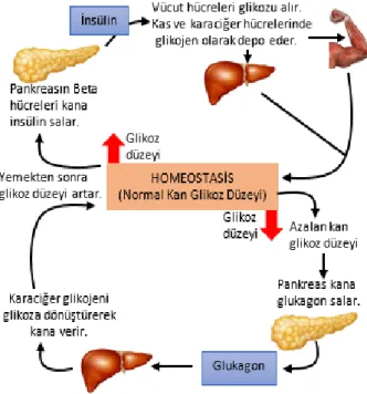 Şekil 9. Langerhans Adacıklarından Salgılanan Hormonlar   Figure 9. Hormones Secreted from Langerhans İslets 