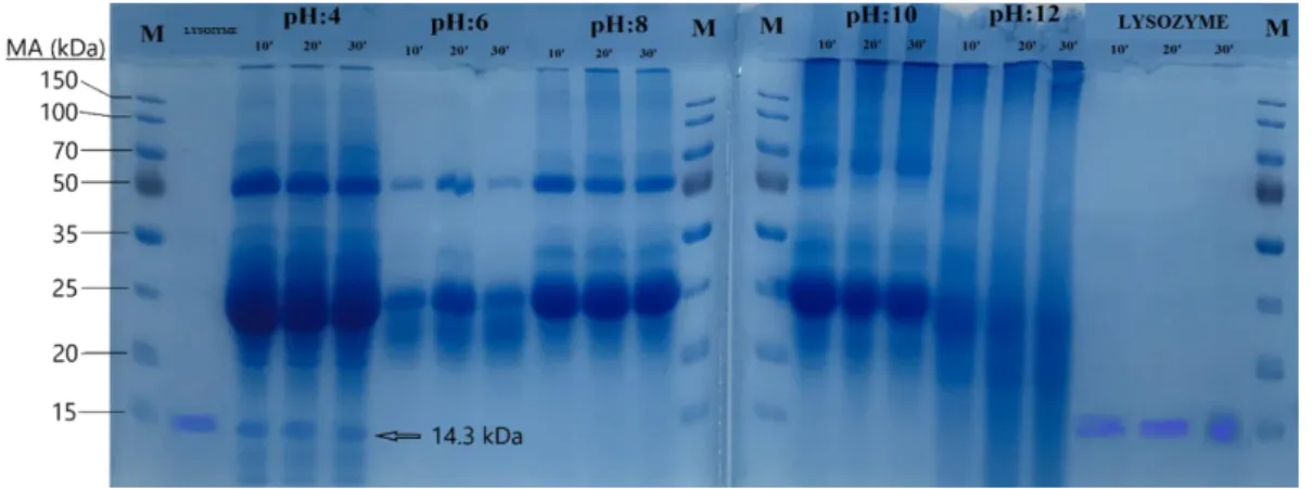Figure 1: Electrophoresis result of egg white lysozyme on SDS-PAGE (M: Marker)  The Effect of Lysozyme Enzymes Isolated from Egg White on Bacterial Growth 