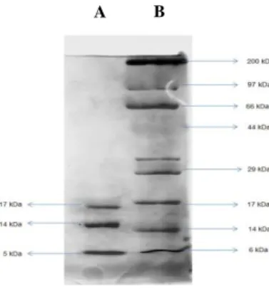 Table 1. Effect of inhibitor and divalent cations on enzyme of Bacillus coagulans activity 