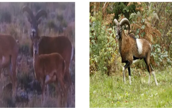 Figure 5. Asian (ovis orientalis) Muflonu  Figure 6. European (ovis musimon) Muflon  The Arkal sheep is a yellowish steppe animal that exists in the Kyrgyz and Turkmen steppes of Asia up  to day, in the upper Yurt plateau between the Aral and the Caspian S