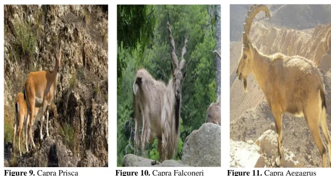 Figure 9. Capra Prisca  Figure 10. Capra Falconeri  Figure 11. Capra Aegagrus  Domestication of Goat and Sheep Species 
