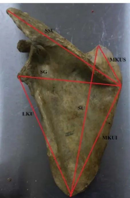 Şekil 1. Scapula’ya ait dört morfometrik ölçüm  referans noktaları