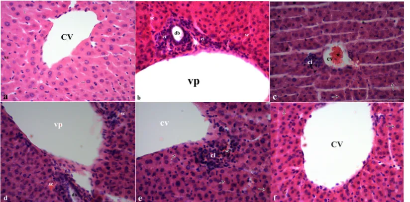 Figure 1. The effect of CAPE (10 µmol/kg), corn oil (5 ml/kg) and malathion (40 mg/kg) either separately or 1 h ago malathion histology of liver section by using 