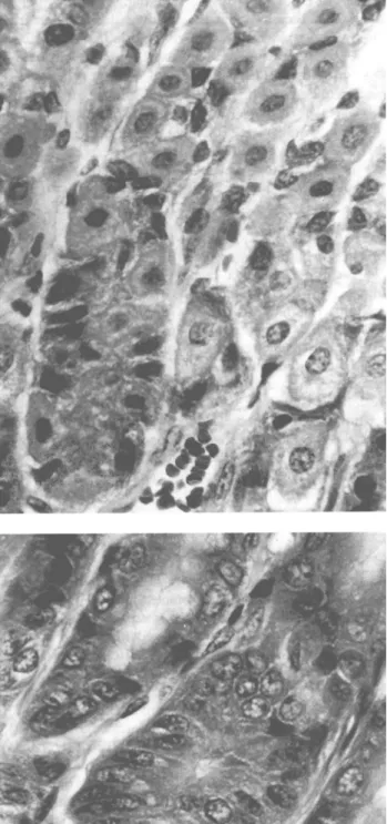 Fig.  1.  Human  stomach  (top  left)  and  mouse  stomach  (top  right)  fixed by  immersion  in  4%  formaldehyde  (pH  7.2) at  room  temperature  for  3  h