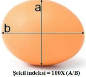 Şekil 3. Yumurta şekil indeksi 