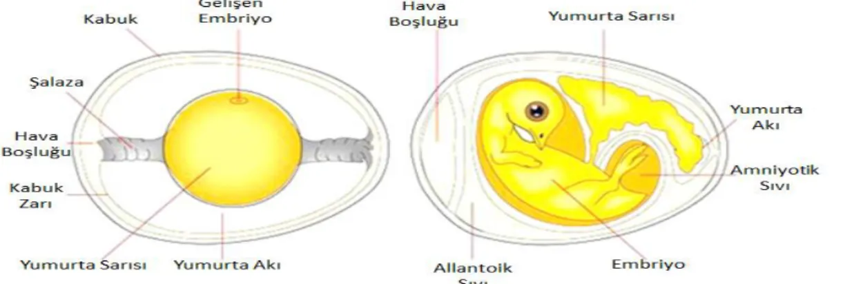 Şekil 6. Embriyo gelişimi sırasında civcivin yumurta içerisinde dönmesi  Yumurta  içi  besleme;  Kuluçka 
