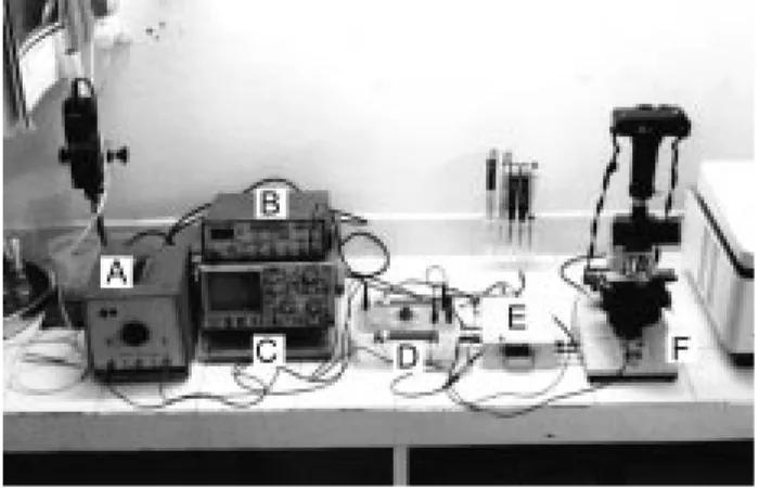 Figure 1. Electrofusion system. A) DC power supply, B) AC power supply, C) Oscilloscope, D) Pulser, E) Switching unit, and F) Light microscope