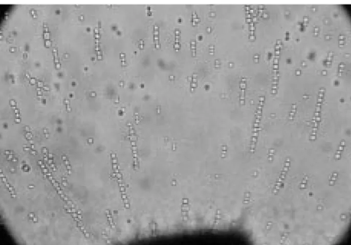 Figure  4. Pearl chain formation of yeast protoplasts. Dielectrophoresis was applied for 3 min with 200 V/cm, 2 MHz AC frequency