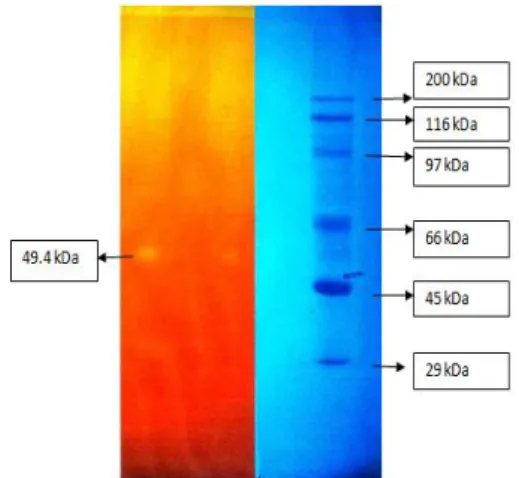 Figure  2.  Analysis  of  CY8  cellulase  by  %10  homogenized  SDS- SDS-PAGE.  The  sample  and  marker  were  subjected  to  SDS-PAGE  and  after the electrophoresis the gel was cut into two pieces