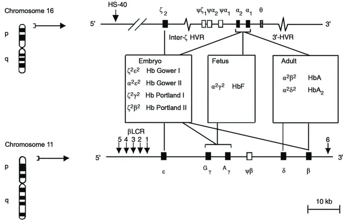 Figure 1.  Alpha beta globin gene cluster  [4].