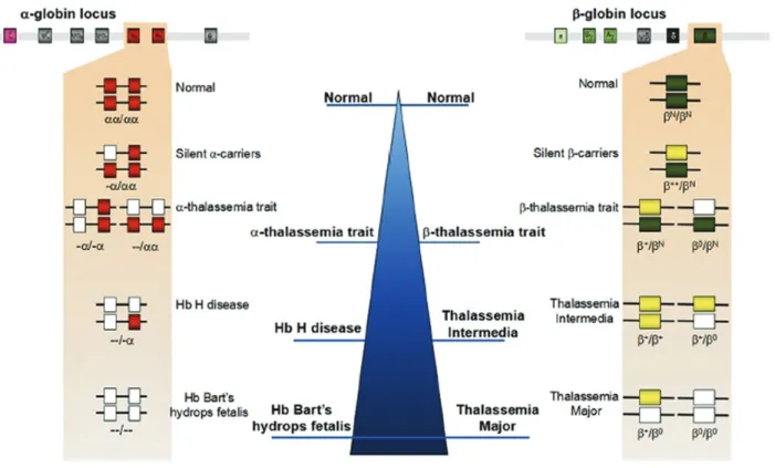 Figure 3.  Clinic classification and genotype-phenotype association of thalassemias [11].