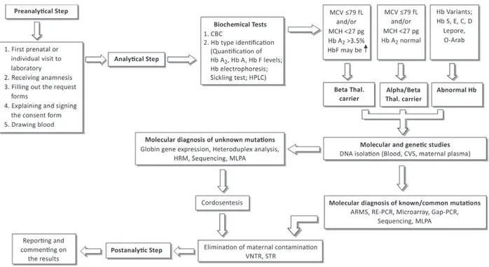 Figure 4.  The algorithim of screening and prenatal diagnosis for thalassemias.