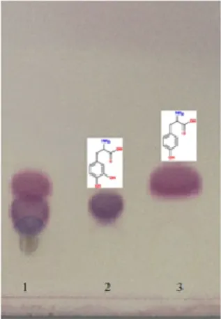 Figure  4  TLC  analysis  of  L-tyrosine  conversion  to  L-DOPA  by  Bacillus 