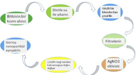 Şekil 2.2 Bitki ekstresi kullanılarak gümüş nanopartikül sentezi yöntemi 