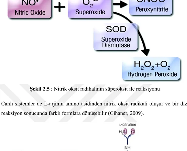 Şekil 2.6 : Nitrik oksit sentezi 