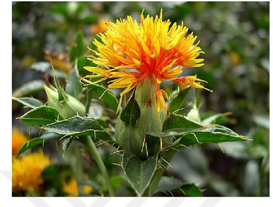 Şekil 4.2 : Aspir (Carthamus tinctorius L.) bitkisi çiçekleri ve yaprakları (Url-2)  Aspir bitkisi tıbbi potansiyeli yüksek olan bir bitkidir