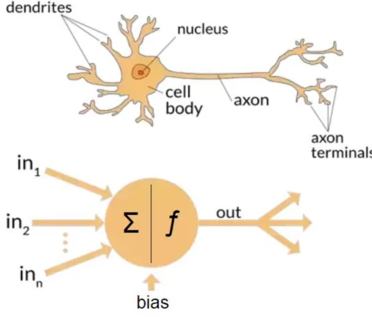 Figure 5: Functional and Biological ANN  E. Statement of the Problem  