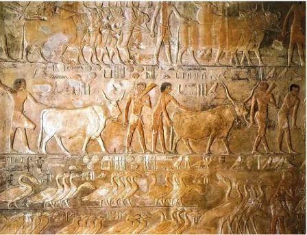 Şekil 2.10: Sakkara Ti Mastabası’nda bulunan ‘Sürülerin Kanalı Geçişi’ adlı  kabartma