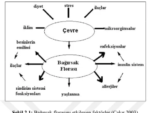 Şekil 2.1: Bağırsak florasını etkileyen faktörler (Çakır 2003) 