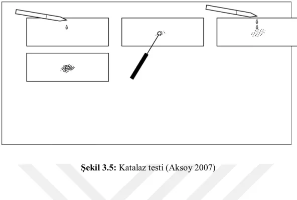 Şekil 3.5: Katalaz testi (Aksoy 2007) 