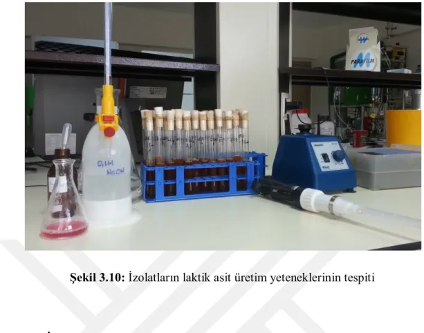 Şekil 3.10: İzolatların laktik asit üretim yeteneklerinin tespiti 