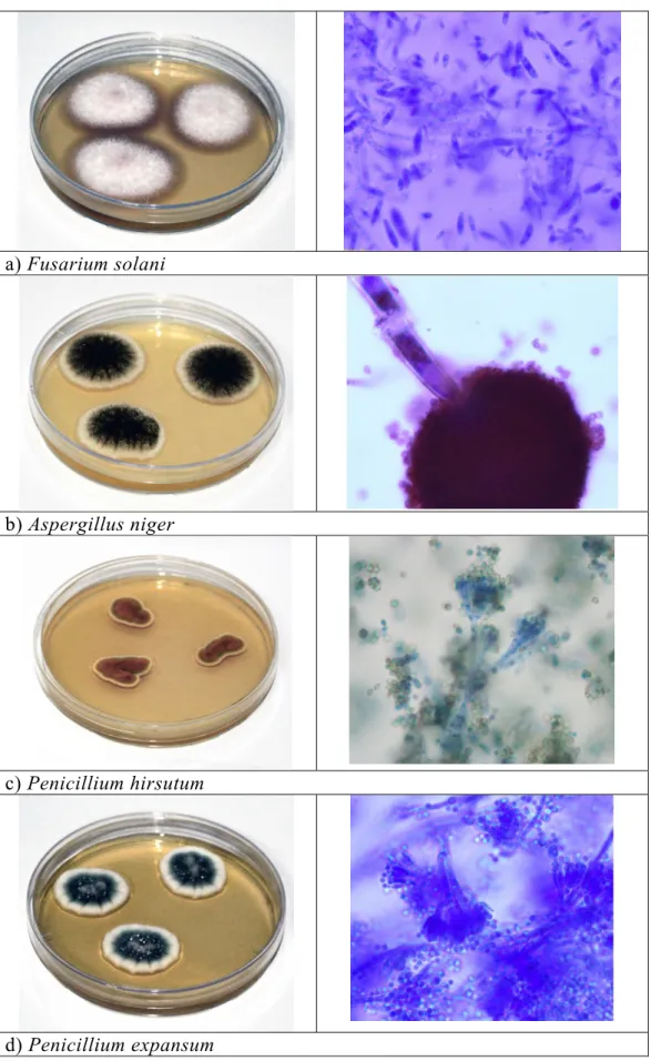 Şekil 3.1: İncelenen izolatların MEA ortamında makroskobik ve mikroskobik  görüntüleri 