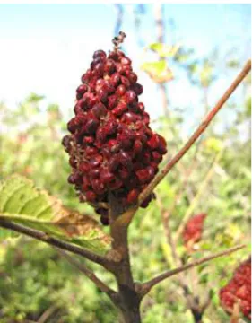 Şekil 2: Rhus coriaria meyve salkımı 