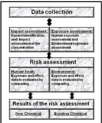 Fig. 4. New and existing chemicals risk assessment process of the European Union  (EEA 1999) 