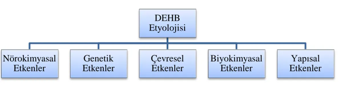 Şekil 2.1: DEHB Neden Olan Etkenler  Kaynak:  (Ercan, 2010). 